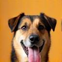 Photo d’Oscar, le chien de Guillaume H.