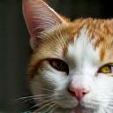Photo de Buddy, le chat de Laetitia Martin