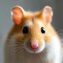 Photo de Dusty, le hamster de Marie Dubreuil