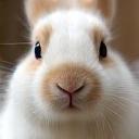 Photo de Choupette, le lapin de Sophie B.